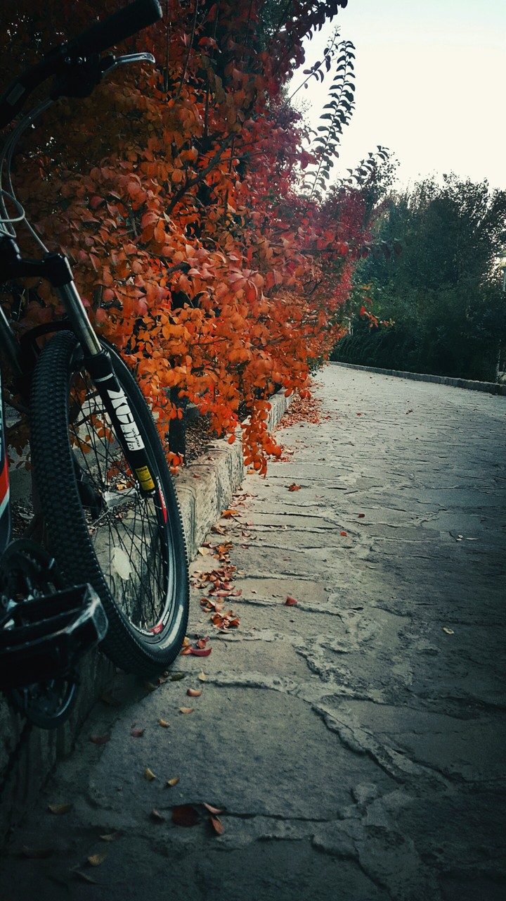 cycle