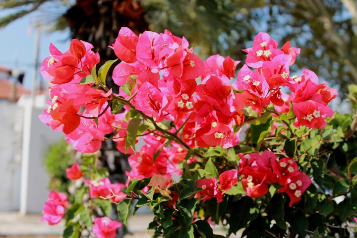 summer
