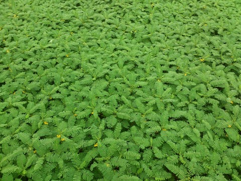 Green plants