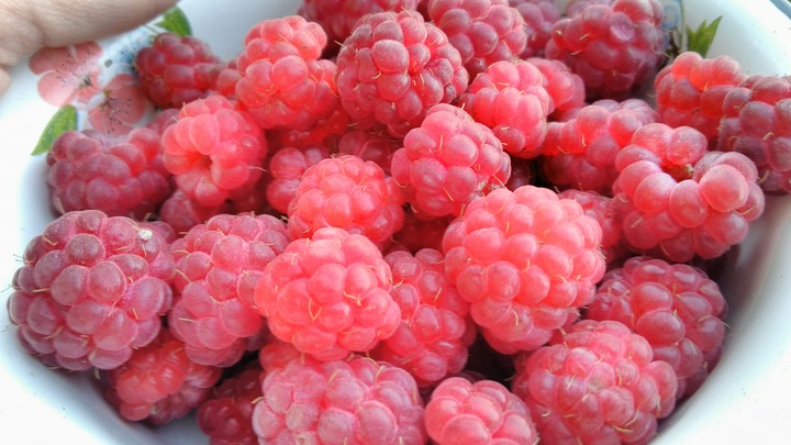 raspberries