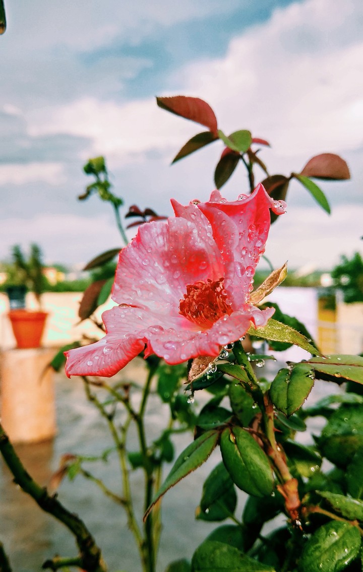 red roses