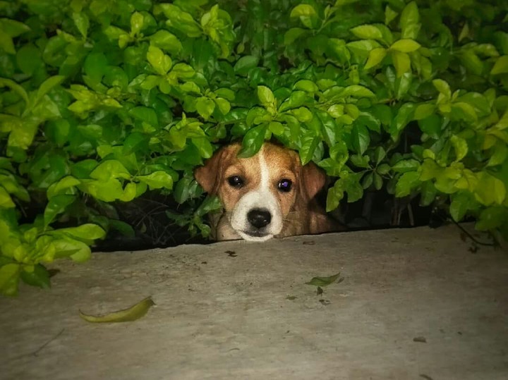 dig