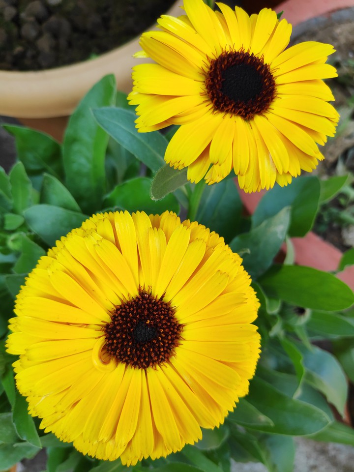 calendula flowers