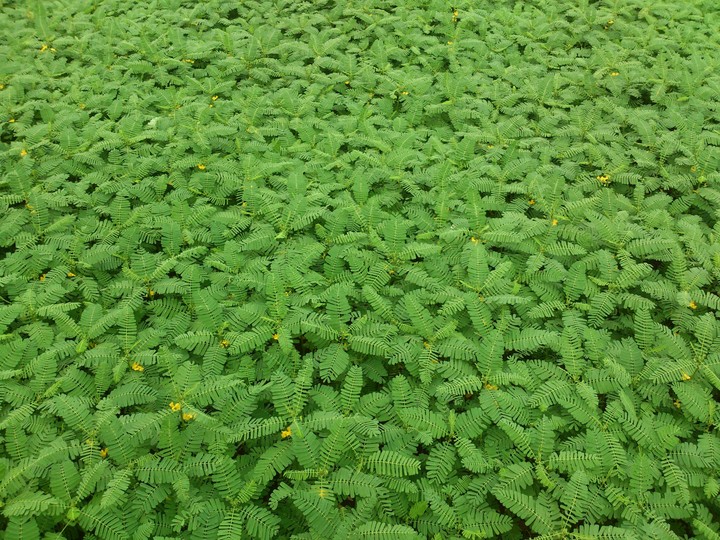 Green plants