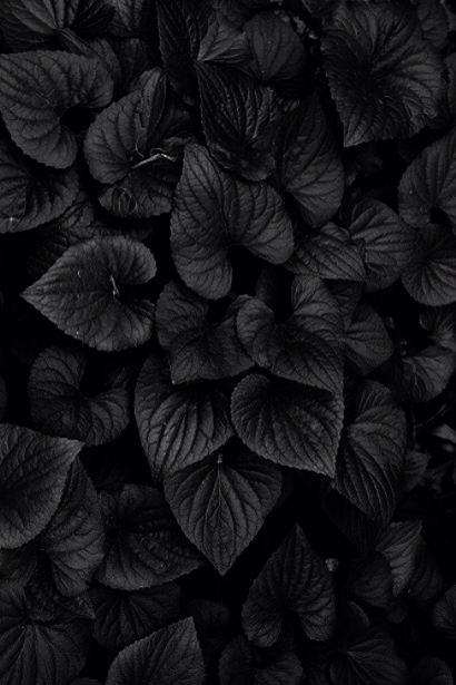 Black flowers