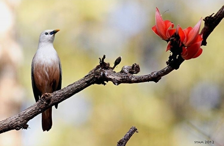 bird and flower