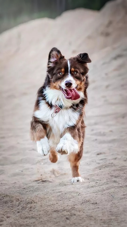 dog
