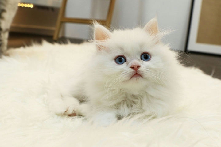 cutie cat