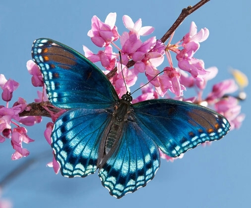 blue