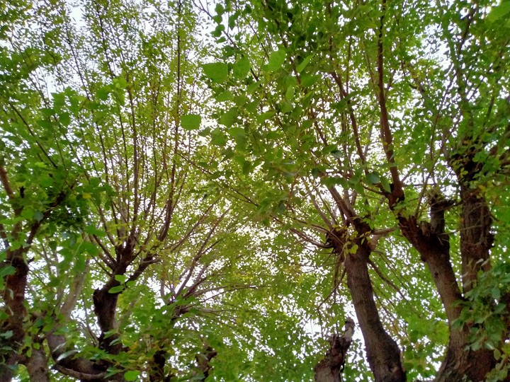 Greenery