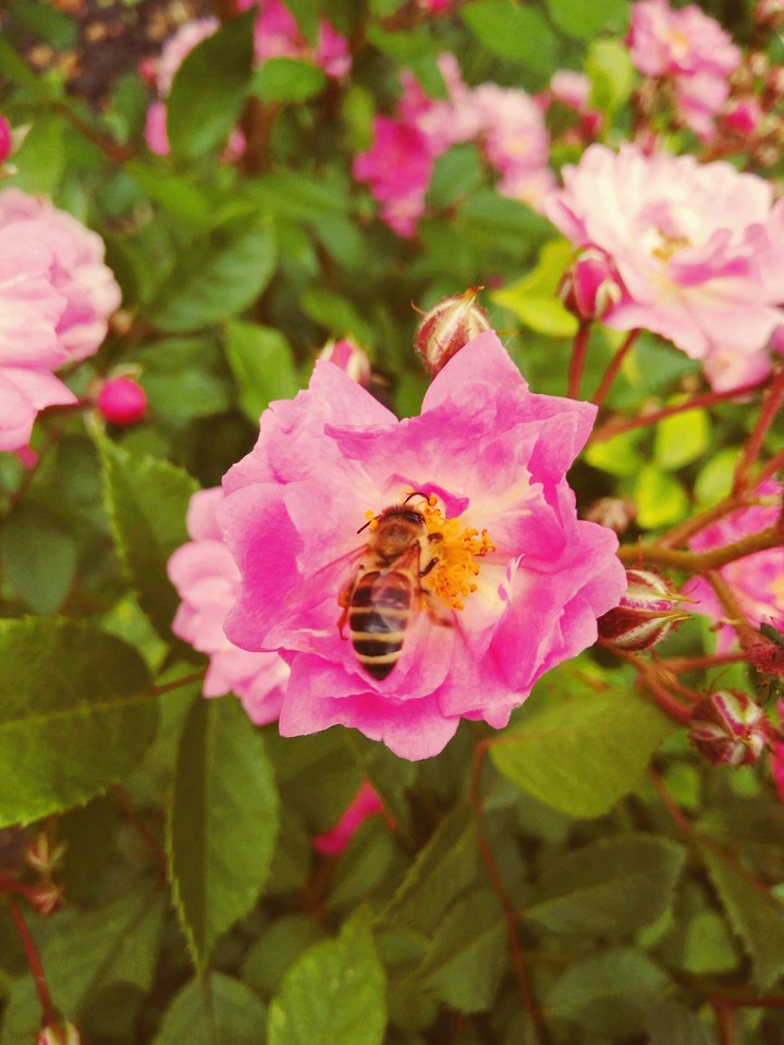 blooming rose