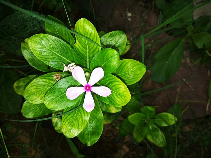 Nature