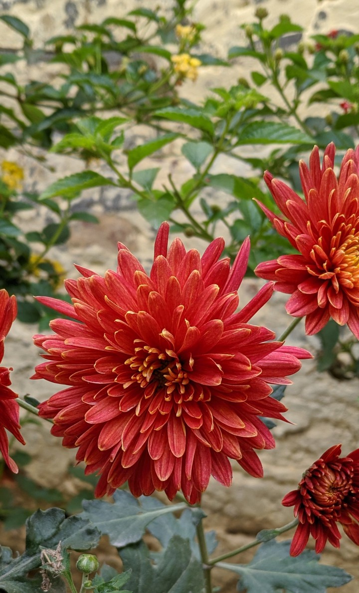 beautiful flower