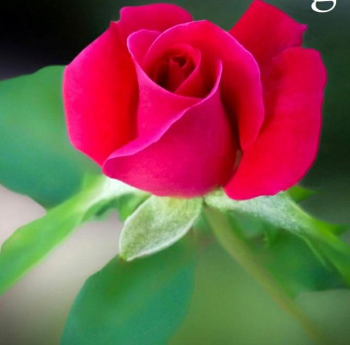 Red Rose