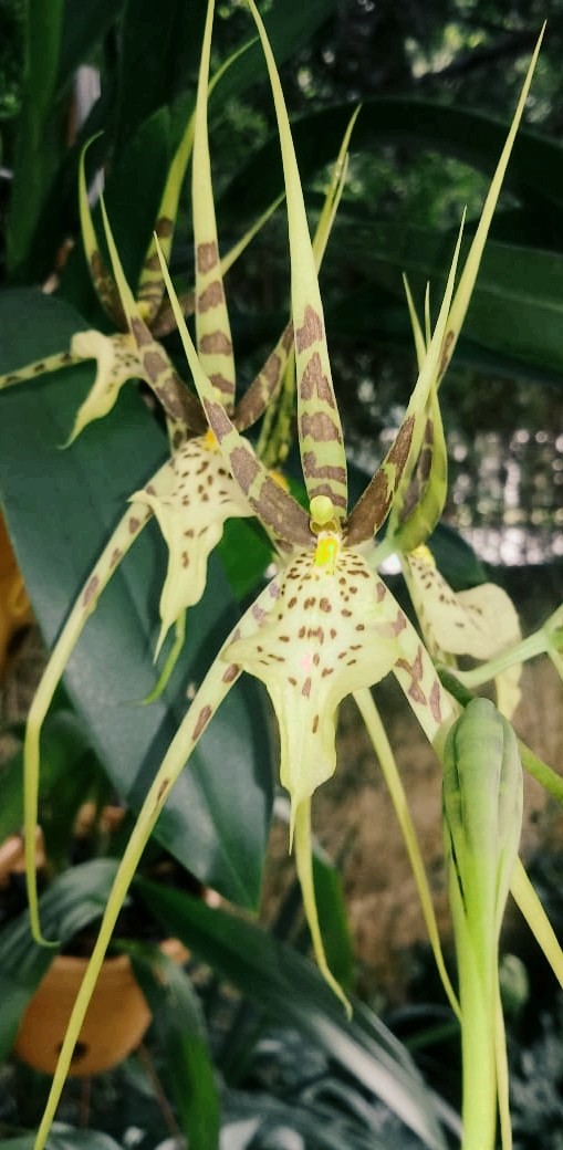 Flor Pintada