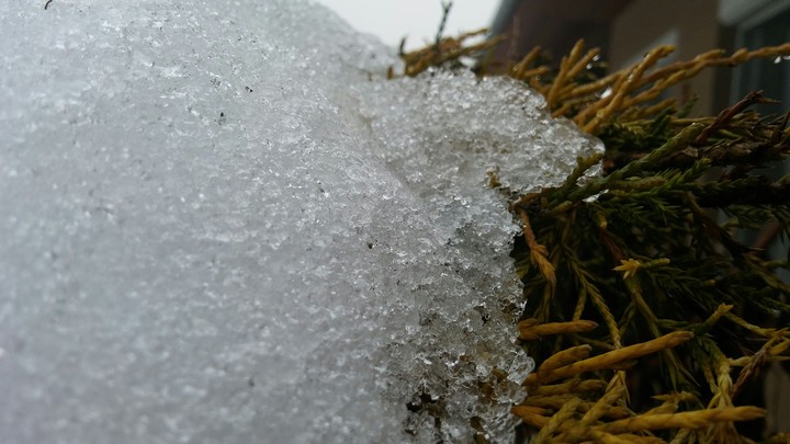 ice plant