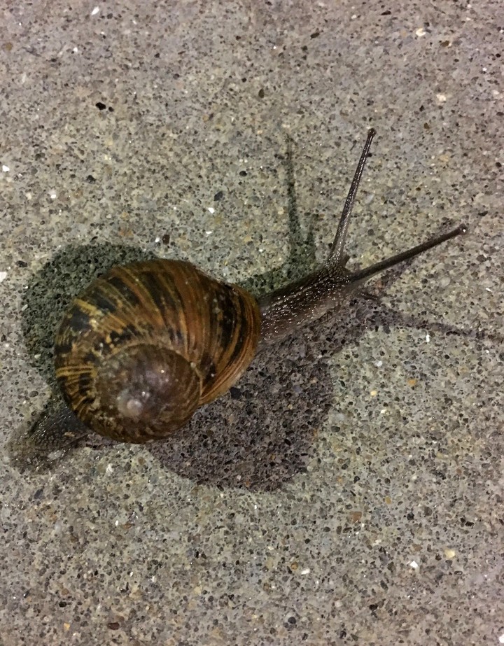 snail