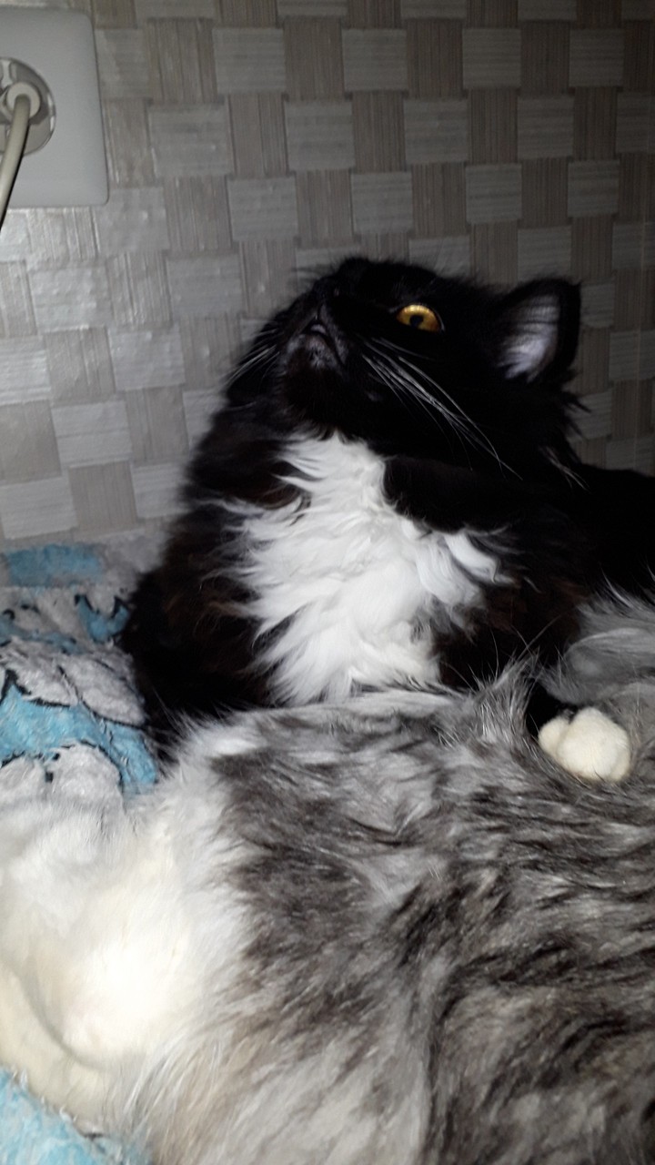 кошки