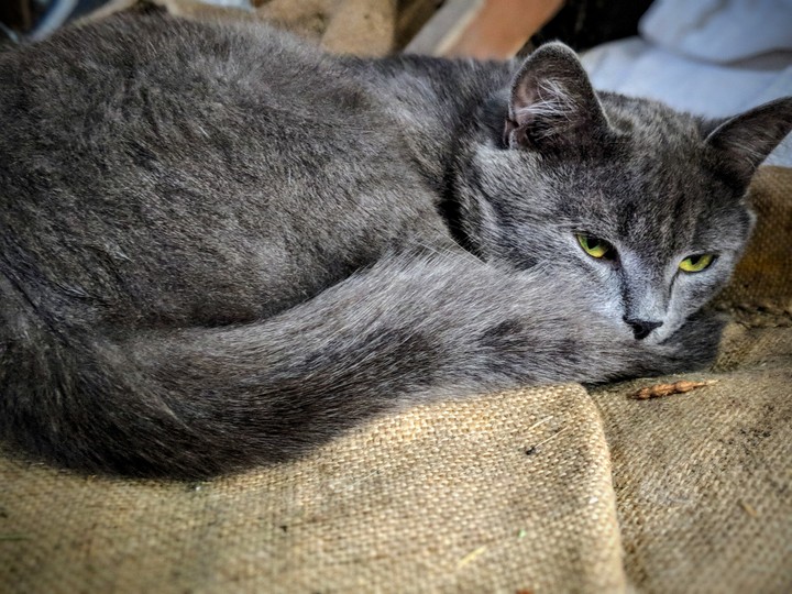 котик