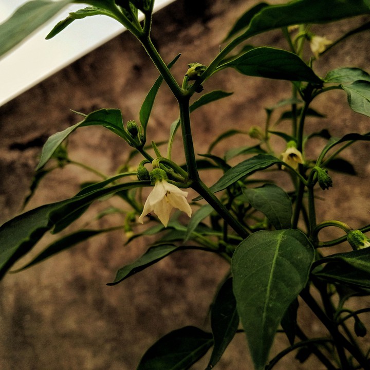 chilli plant