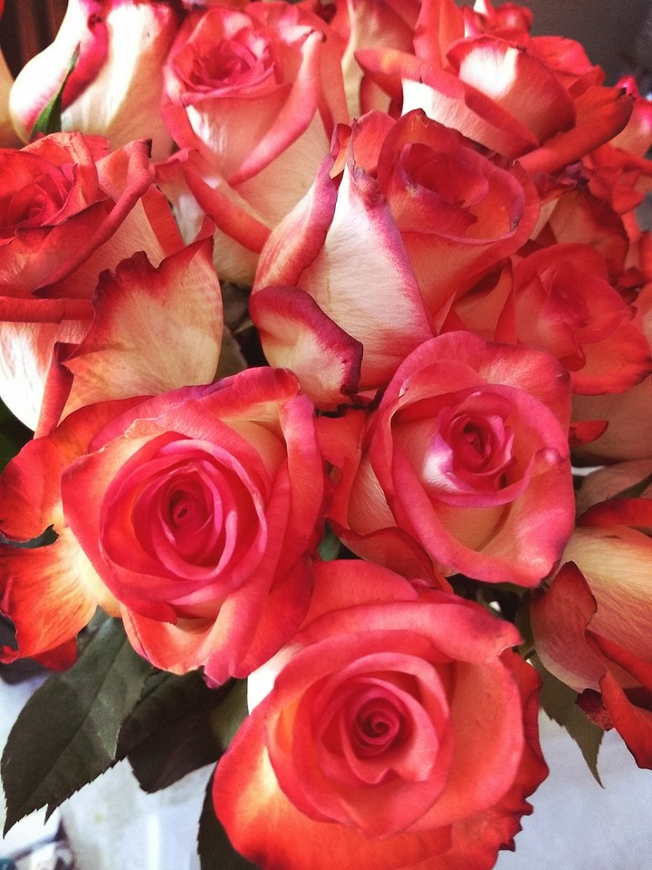rose 
