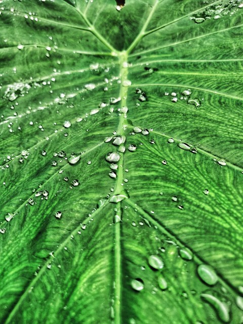 Droplets