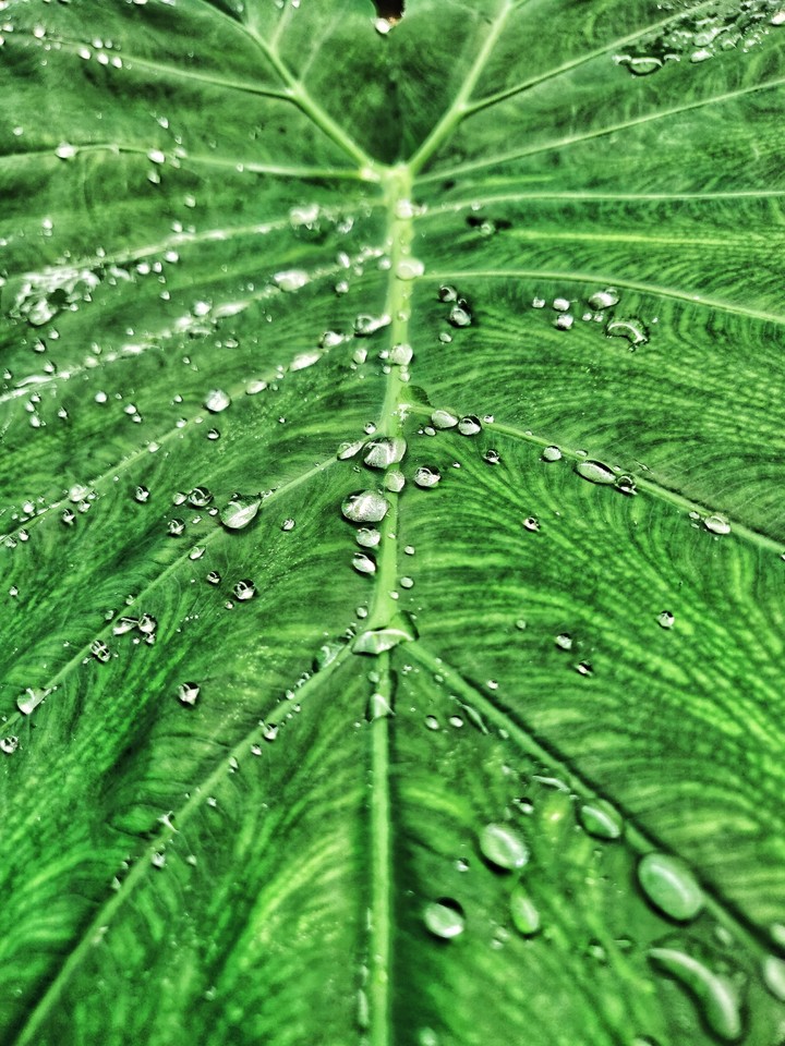 Droplets