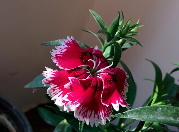 The Beauty of a Flower