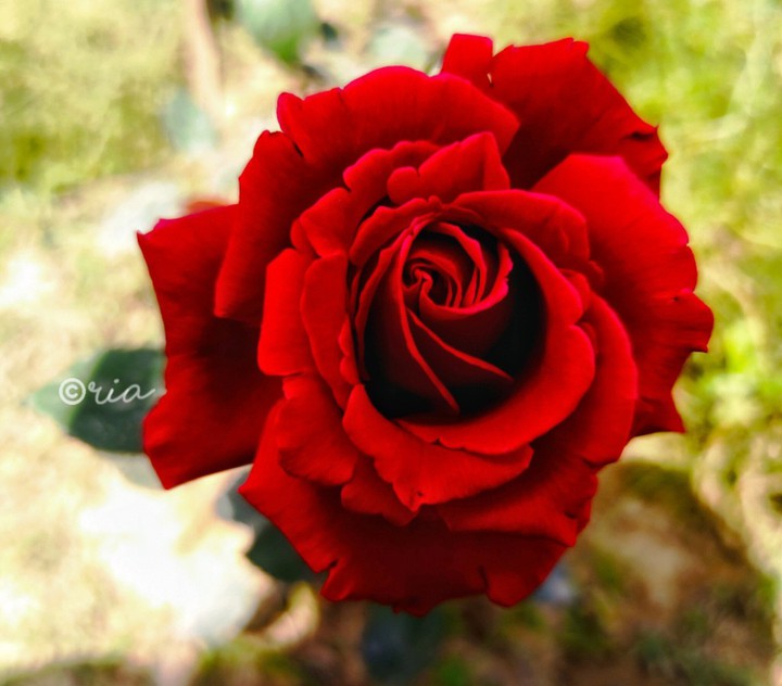 Roses are the most beautiful flower in the world.