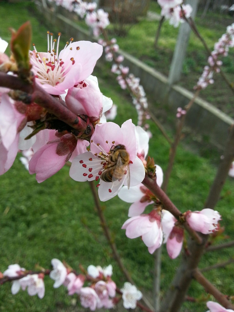 Bee