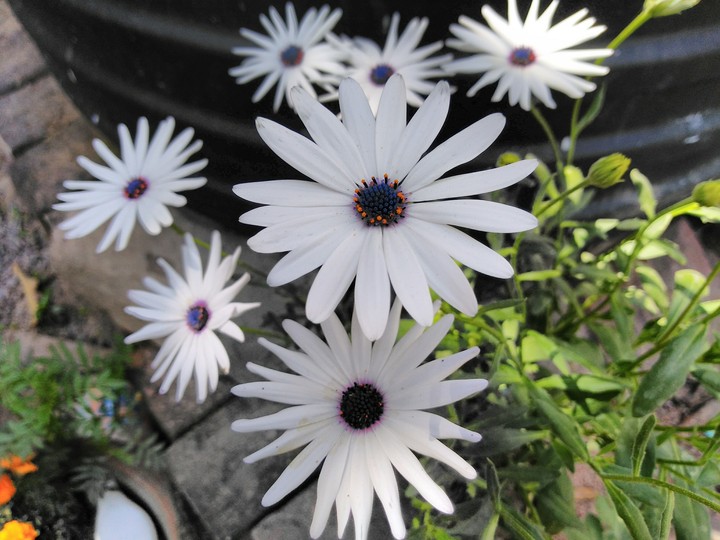 flower 2