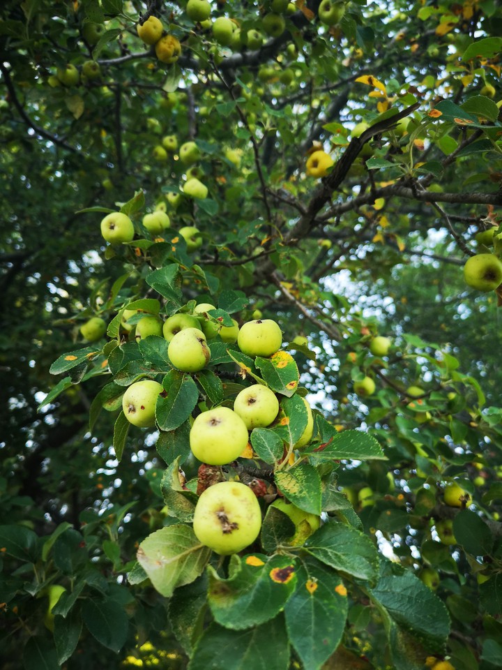 Apple-tree