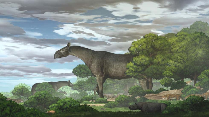 Giant rhino (they are back) !!