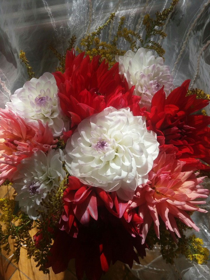 Autumn flowers.