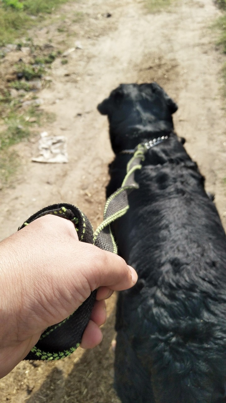 dogs