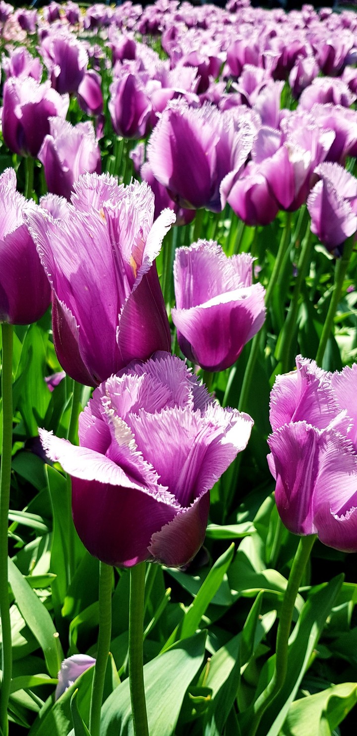 tulpe
