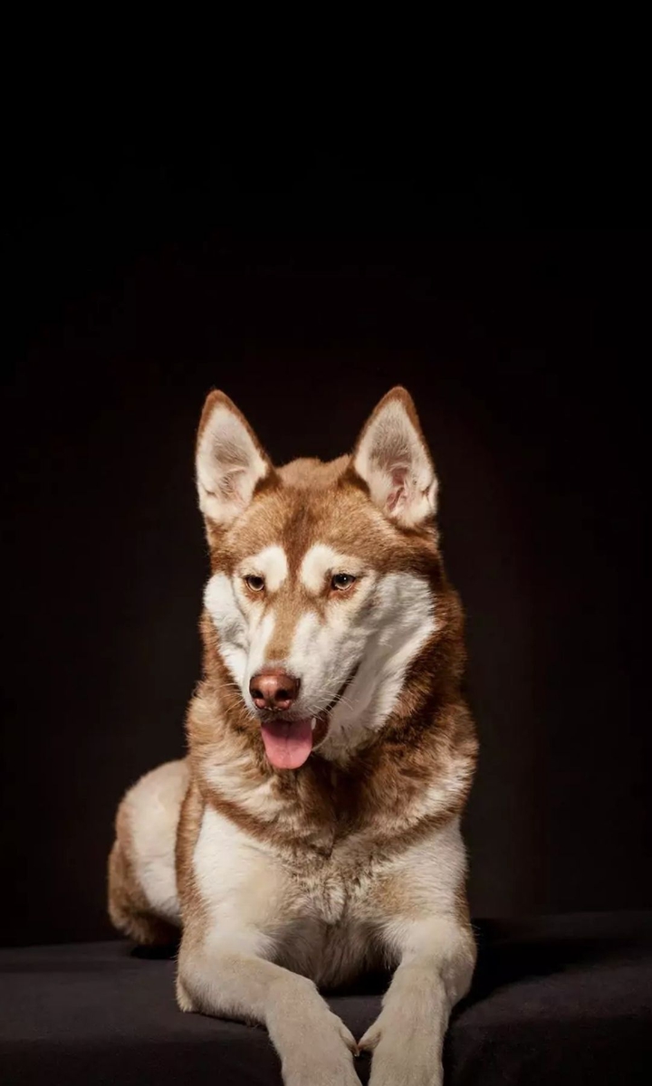 husky