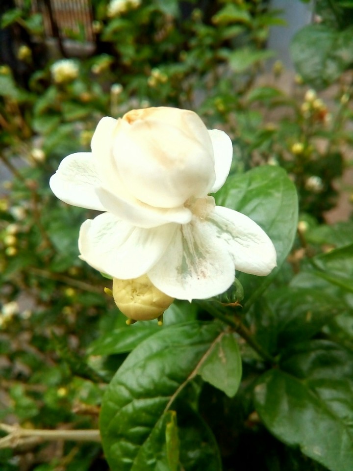 flower