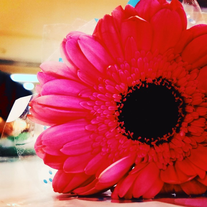Pink flower