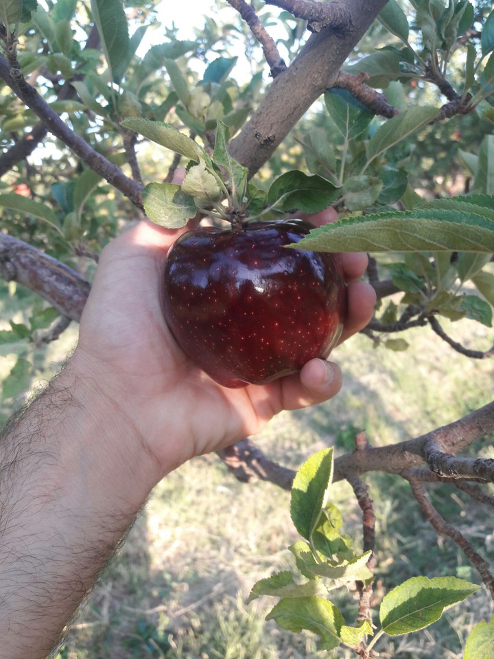 ❤apple❤