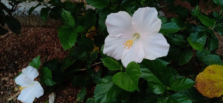 Beautiful Hibiscus