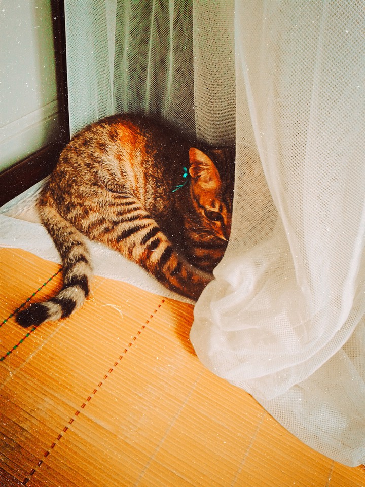 my cat